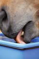 Bay-horse-licking-700x1050.jpg
